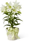 Easter Lily Plant from Backstage Florist in Richardson, Texas